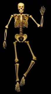 [Ray O’Bannon] Human Skeleton-52纸模网 - 海量纸模型图纸下载
