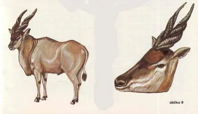 [ABC 1979-23] Antelope Trophy-52纸模网 - 海量纸模型图纸下载