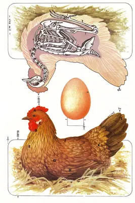 [ABC 1981-14] Anatomy of the Domestic Hen-52纸模网 - 海量纸模型图纸下载