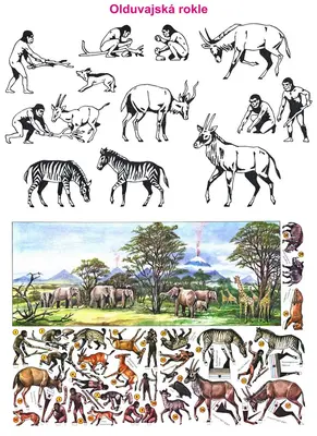 [ABC 1984-09] Olduvai Gorge-52纸模网 - 海量纸模型图纸下载
