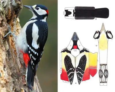 [ABC 1996-04] Great Spotted Woodpecker-52纸模网 - 海量纸模型图纸下载
